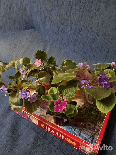 Цветы для дома и офиса