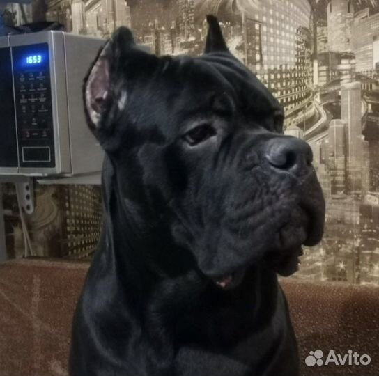 Кане Корсо