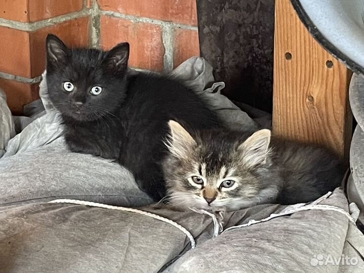 Котята бесплатно