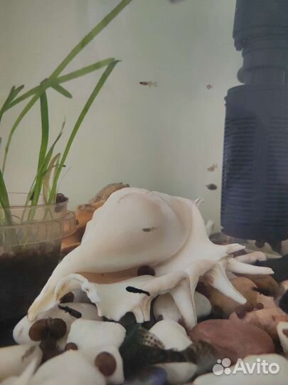 Аквариумные рыбки гуппи и улитки