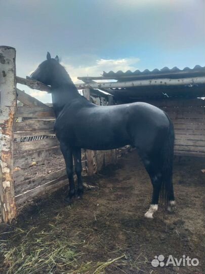 Жеребцы Орловцы