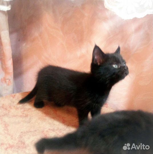 Британская