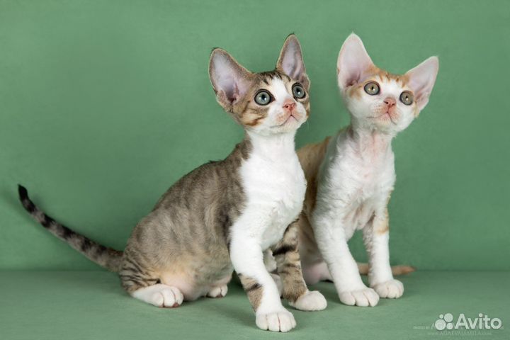 Девон-рекс, г.Москва