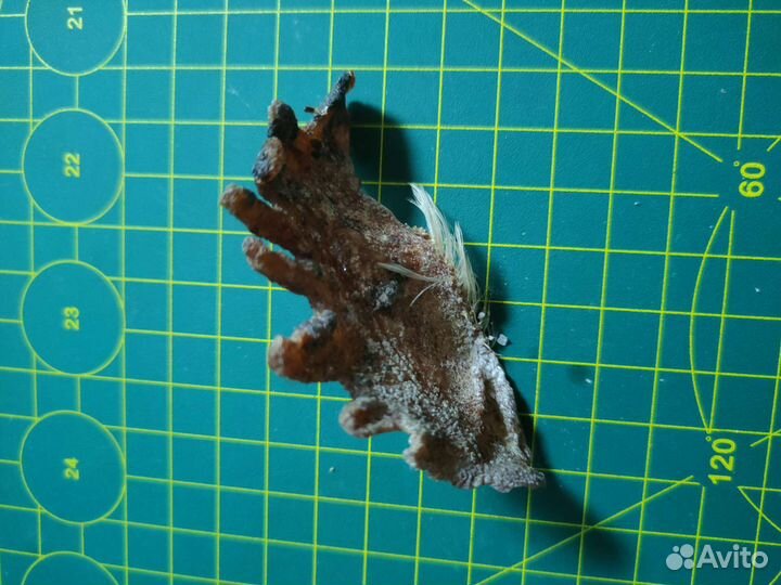 Гребень и лапы петуха