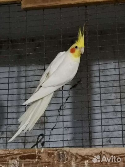 Попугайчик корела