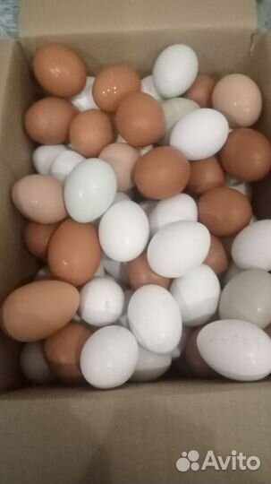 Домашние куриные яйца