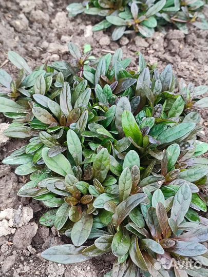 Почвопокровники