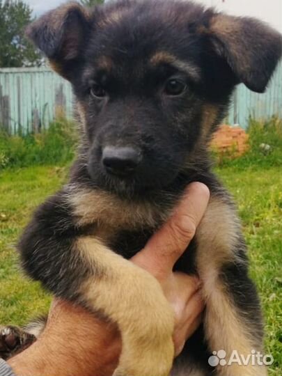 Восточно европейская овчарка (немецкая ) щенки