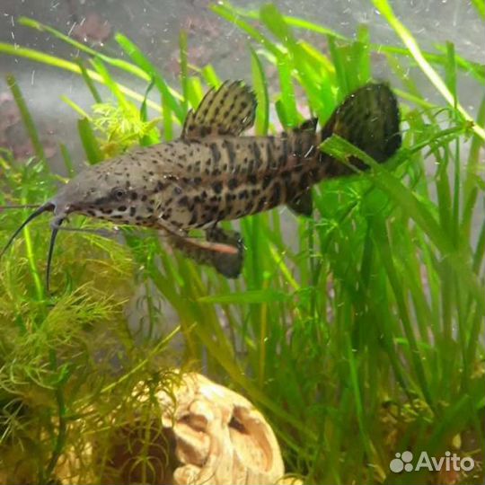 Сом таракатум