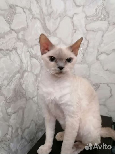 Девон-рекс кошка