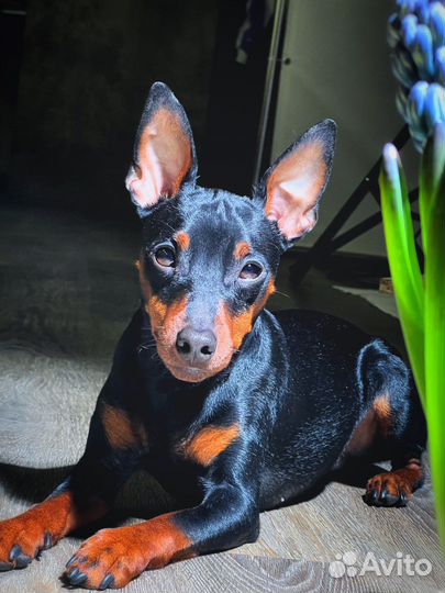 Вязка цвергпинчер