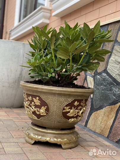 Горшки для цветов оптом