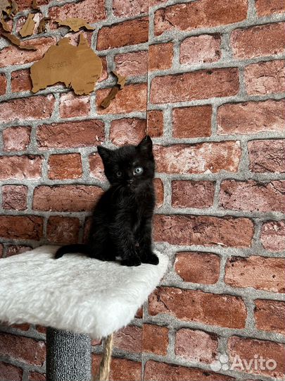 Отдам кота в добрые руки