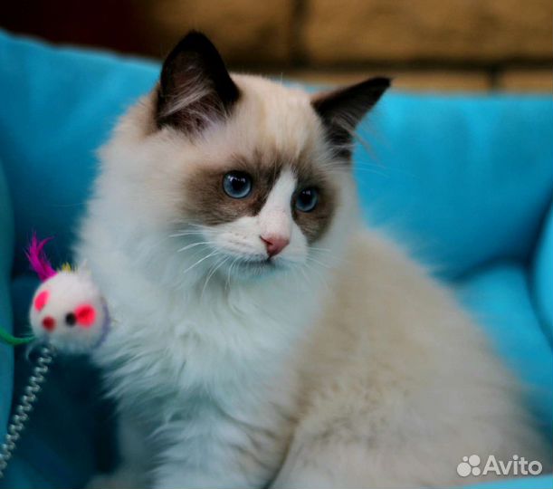 Котята Регдолл из питомника