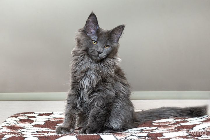 Котята мейн-кун