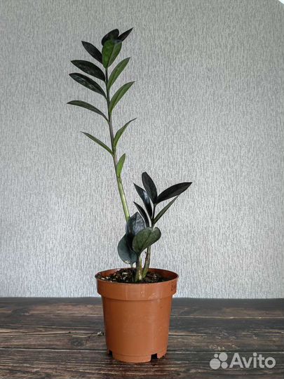 Замиокулькас черный равен