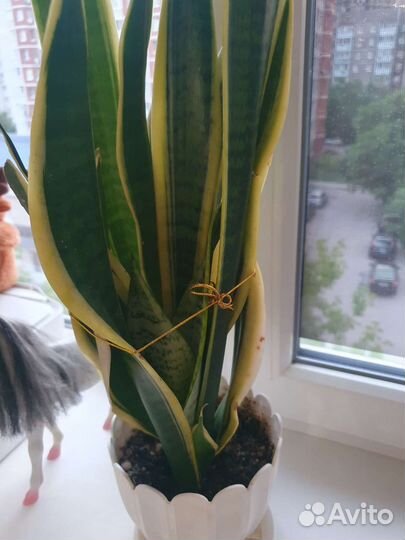 Сансевиерия