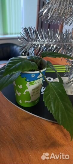 Комнатные цветы