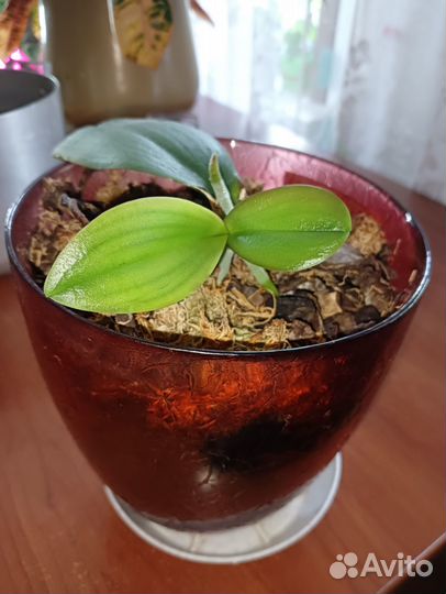 Детка на обмен