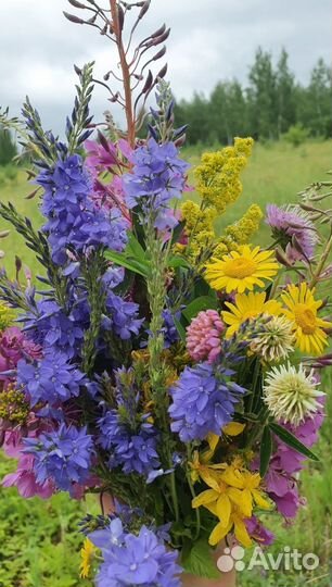 Сбор трав - Алтайской ключ