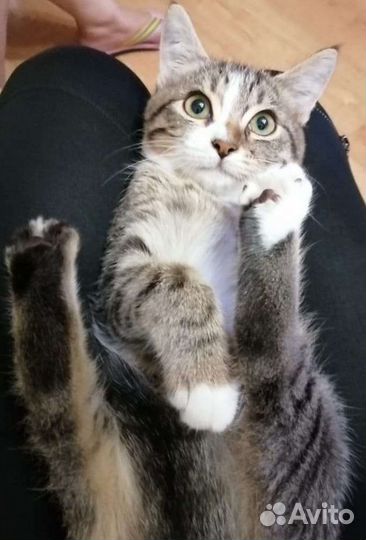 Луна на трех лапках