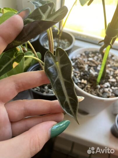 Алоказия бамбино клубень