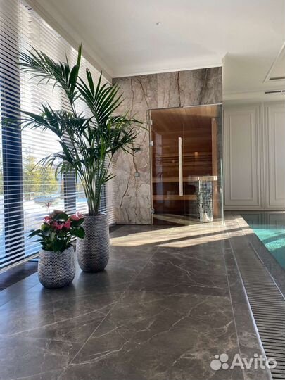 Растения для офиса / дома / ресторана