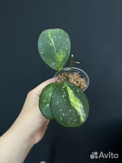 Хойи сортовые