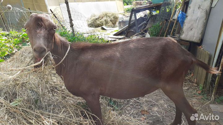 Козлы и козы ламанча