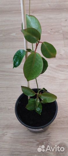 Дипладения, гревия