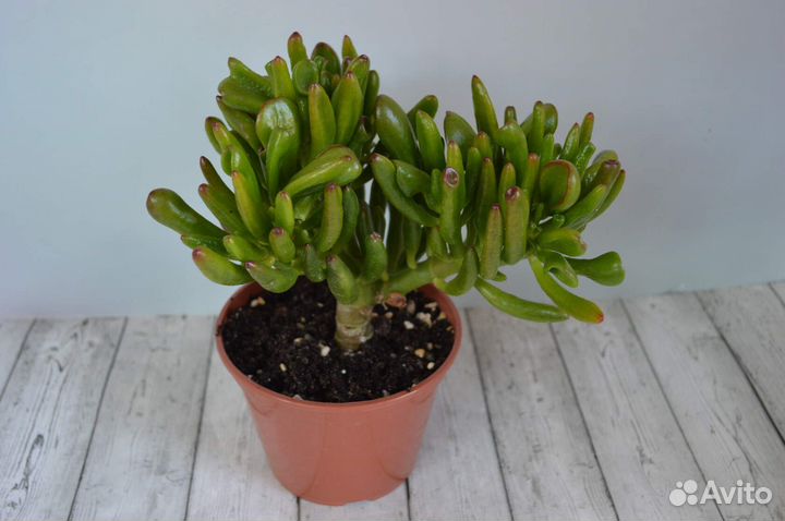 Крассула, толстянка, денежное дерево