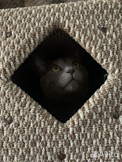 Отдам кота в добрые руки