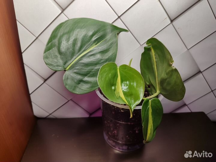 Комнатные растения