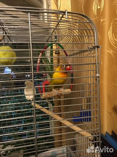 Попугай неразлучники с клеткой