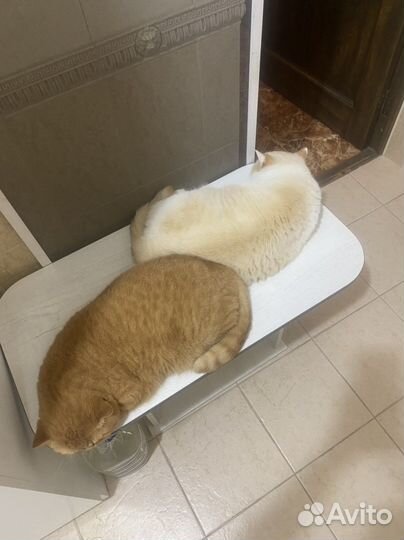 Кот британский