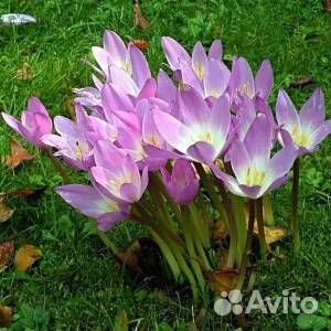 Безвременник 10 луковиц