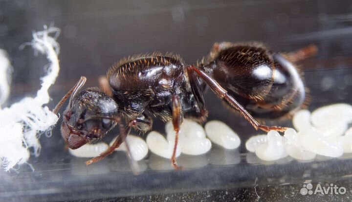 Муравьи для фермы