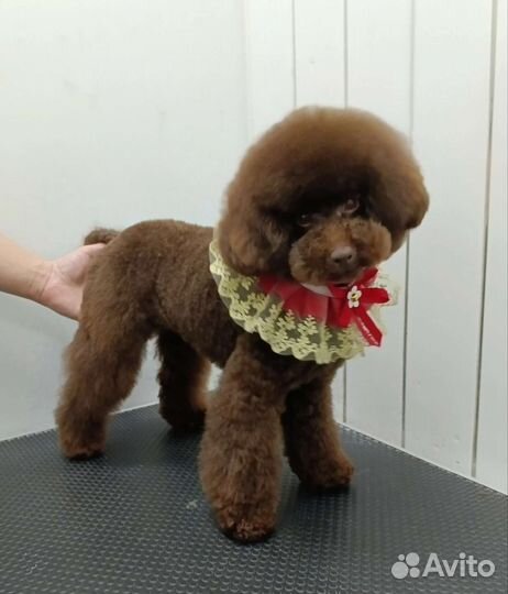 Груминг мелких пород собак