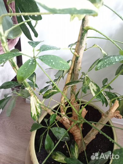 Шеффлера белая и зеленая из одного ствола 180см