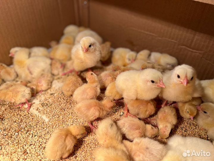 Техасский перепел