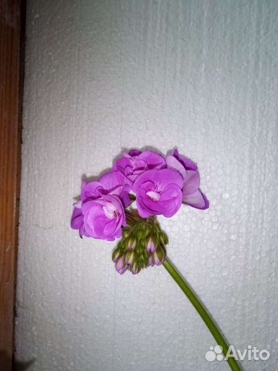 Пеларгония, герань