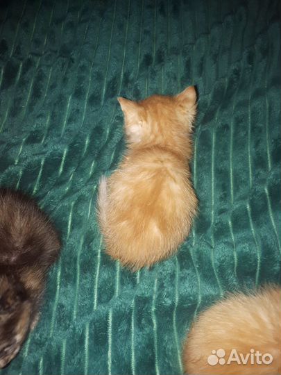 Котята в добрые руки бесплатно