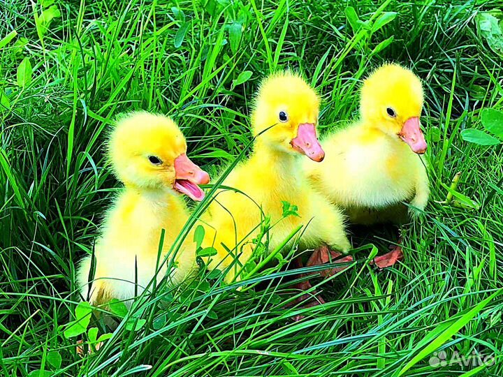 Гусята породы Линда