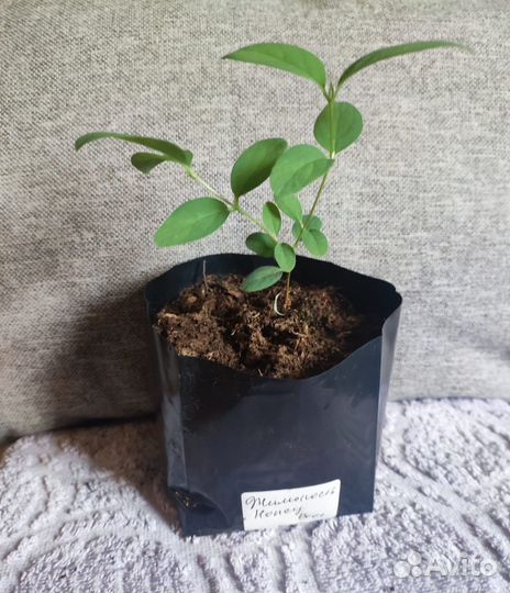 Жимолость, канадские сорта, саженцы