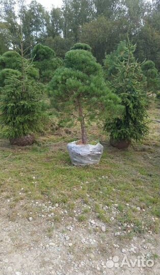 Можжевельник колоновидный Блю Эрроу