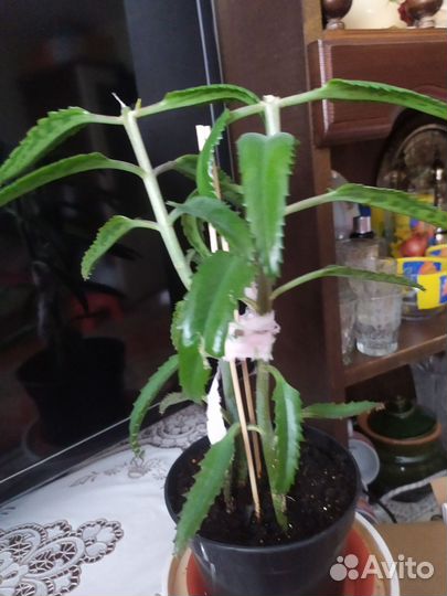 Каланхоэ дегремона