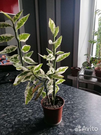 Сингониум, бегония, хлорофитум и др