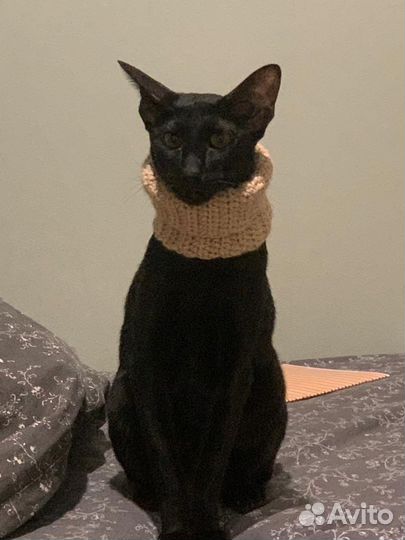 Шарфик/снуд для кота
