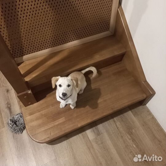 Щенок лабрадора 3 месяца