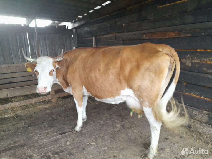 Корова дойная